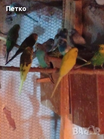 Папагали вълнисти , снимка 3 - Папагали - 51624171