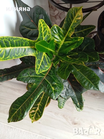Кротон, снимка 2 - Стайни растения - 54275790