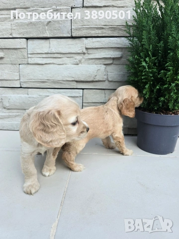 чистокръвни Кокер Шпаньоли, снимка 2 - Кокер шпаньол - 54005829