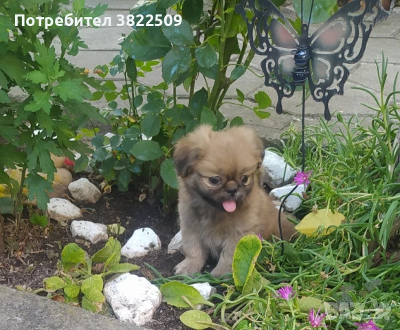 продавам пекинез , снимка 1