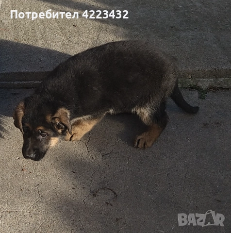 Немски овчарки