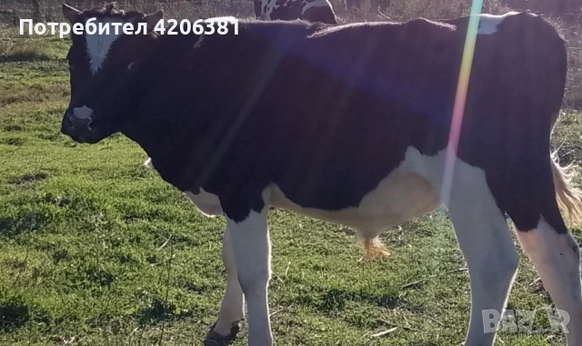 Продавам мъжко теле!, снимка 2 - Крави - 52179304