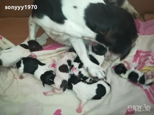 ДЖАК РЪСЕЛ БЕБЕТА 1308251846, снимка 7 - Джак ръсел териер - 51357335