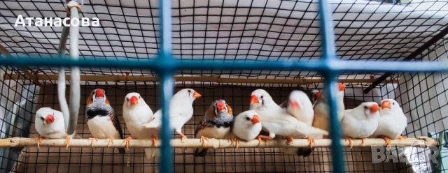 Зеброви Амадинки финки Варна, снимка 3 - Амадини - 42100147