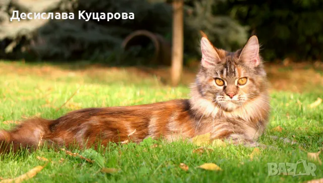 Мейн Куун (Maine Coon), снимка 2 - Мейн кун - 46645760