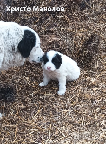 Каракачанско овчарско куче, снимка 11 - Каракачанска овчарка - 53652414