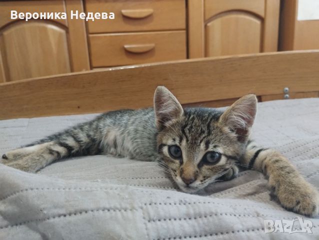 Подарявам Мъжко Коте, снимка 2 - Други - 46166613