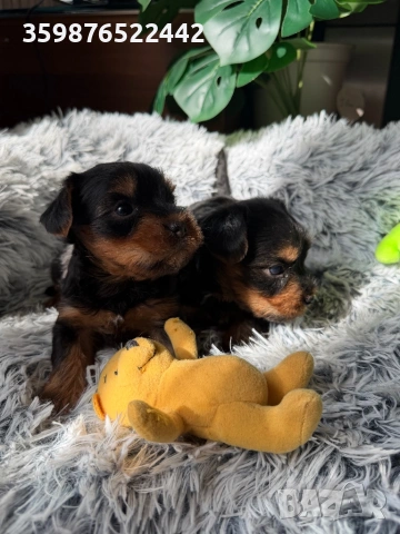 Йоркширски териерчета свободни за капариране, снимка 4 - Йоркширски териер - 53936222