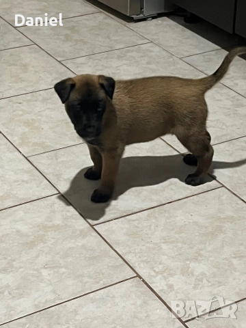 Белгийска овчарка-Малиноа , снимка 5 - Белгийска овчарка - 52623774