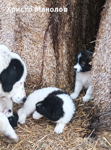 Каракачанско овчарско куче, снимка 7 - Каракачанска овчарка - 53652414