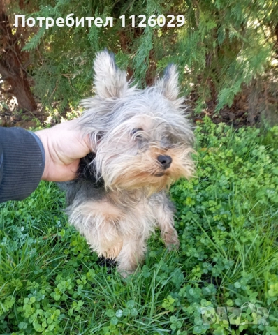 Йорки момче на 8 месеца , снимка 3 - Йоркширски териер - 52624591