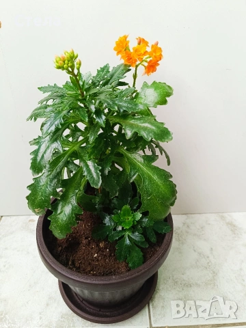 Шефлера, Бенджамин, Епипремнум, Хлорофитум и Бегония 