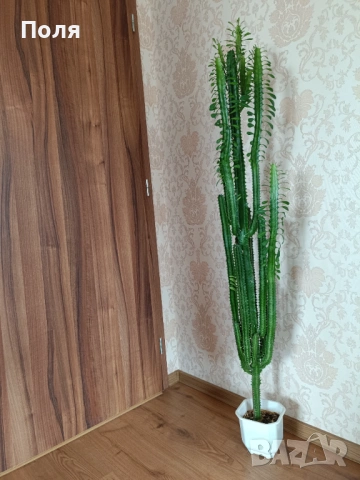Еуфорбия тригона 133см, снимка 2 - Стайни растения - 53257469