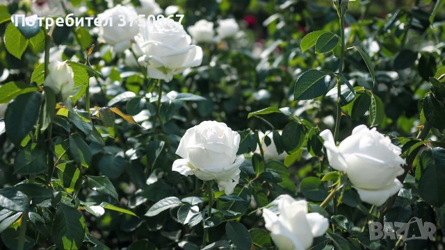 🌹 РОЗА 🌹PIERRE ARDITI® Meicalanq, снимка 2 - Градински цветя и растения - 53672085