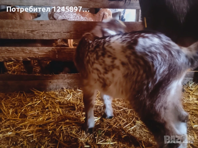 Чистопородно мъжко яре англо-нубийска порода, #ярета,коза,кози, пръч