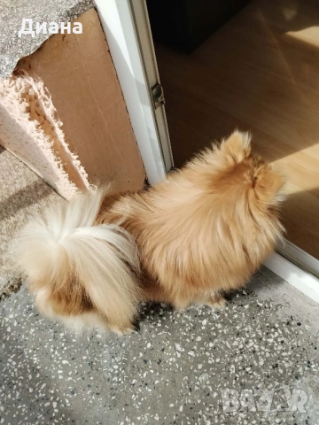 Померан мини шпиц, снимка 4 - Померан - 54225204