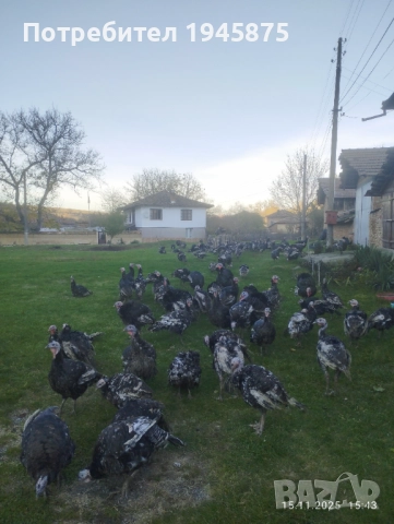Продавам Бронзови пуйки!!!, снимка 2 - Кокошки и пуйки - 52535140