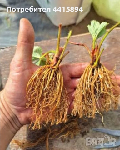 Разсад ягоди и малини 