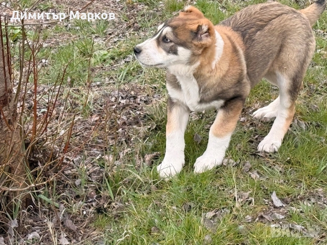 АЛАБАЙ(САО)-женско, снимка 4 - Алабай - 53439801