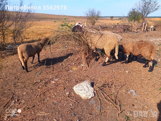 шилета, снимка 9 - Овце - 50131459