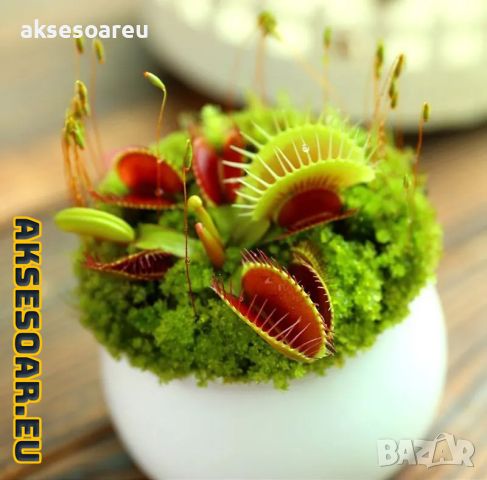 100 семена Венерина мухоловка Dionaea muscipula Семена Мухоловка Бонсай месоядно растение яде насеко, снимка 17 - Сортови семена и луковици - 46364658