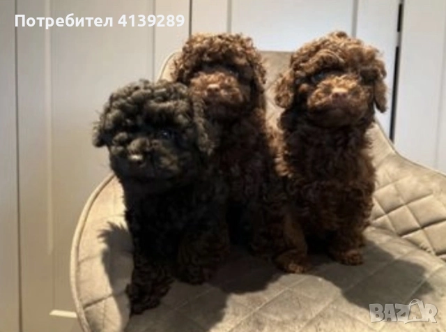 Пудел мини , снимка 3 - Пудели - 52755014