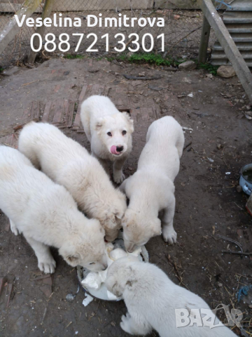 Продавам кученца, снимка 2 - Средноазиатска овчарка - 45063984