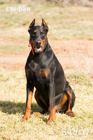 Чистокръвни бебета ДОБЕРМАНИ