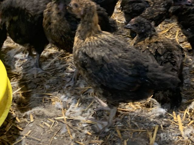 Ярки Пилета, снимка 11 - Кокошки и пуйки - 46343207