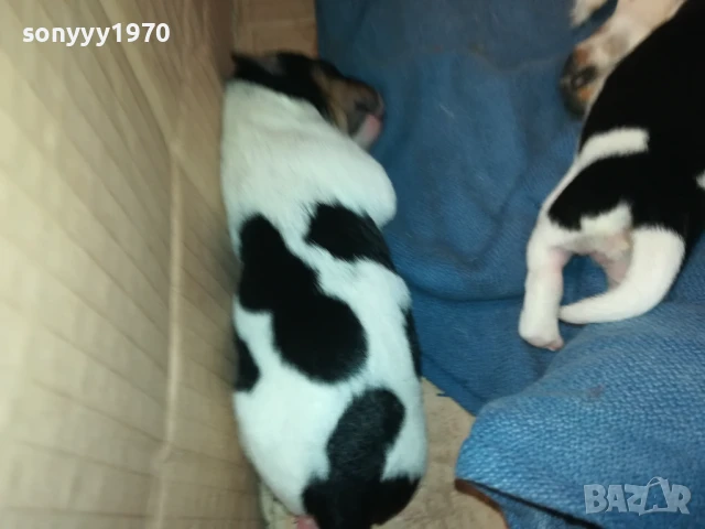 ДЖАК РЪСЕЛ 1607251626, снимка 18 - Джак ръсел териер - 51385539