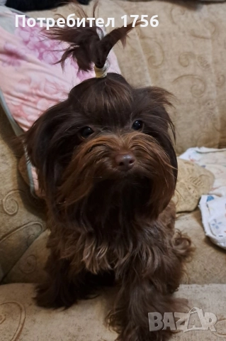 Йоркширски териер, тъмен шоколад.