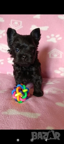 Мини Йоркширски териер момче, снимка 6 - Йоркширски териер - 53621869