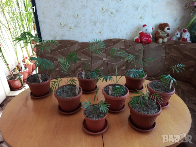 Стайни цветя -17 броя