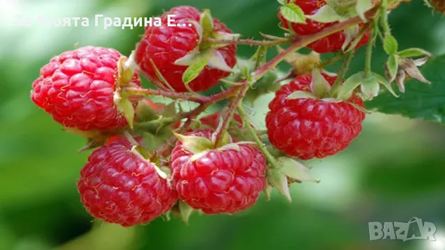 Дива малина 