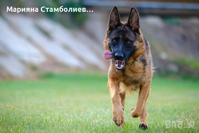 Немска овчарка, снимка 3 - Други животни - 53390612