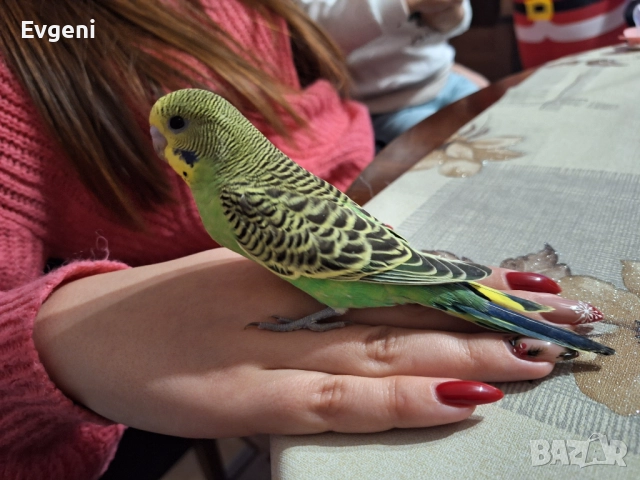 Вълнисти папагали 