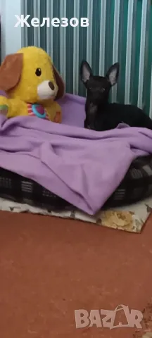 Търсим Елегантна Дама , снимка 3 - Чихуахуа - 49334252