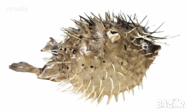 Риба hedgehog fish, Естествена, Многоцветна, 18х10 см, снимка 1