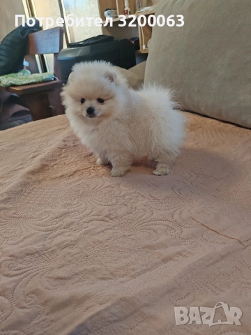 Померан мини мъжко , снимка 4 - Померан - 52826685