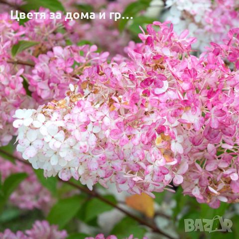 Hydrangea paniculata Ванилия-Ягода - Хортензия за слънце, снимка 4 - Разсади - 46635379