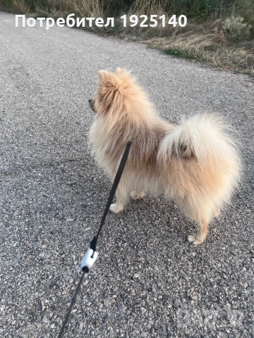 Мъжки Пумеран за разплод, снимка 1