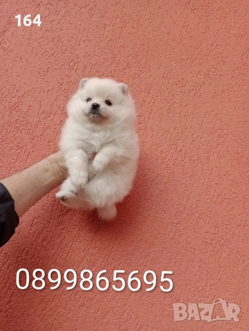 Момичета. Померани., снимка 7 - Померан - 53524180