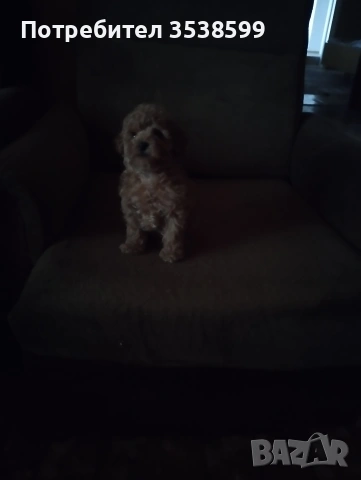 Той Пуделчета , снимка 7 - Пудели - 52909276