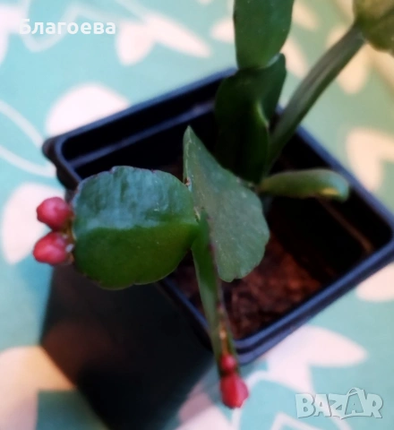 Великденче червено 