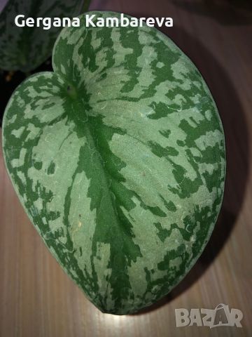 Scindapsus Exotica , снимка 2 - Стайни растения - 45687266