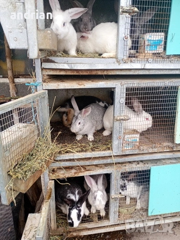 продавам  домашни зайци за клане, снимка 7 - Други животни - 53721028