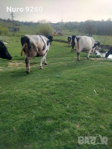 32 млечни крави, снимка 2 - Крави - 45141546