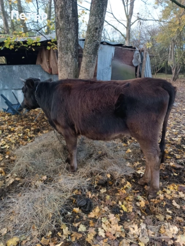 Продавам крави и телета, снимка 7 - Други животни - 51890171