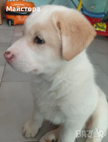 Продавам куче Акита, снимка 4 - Акита - 53533566