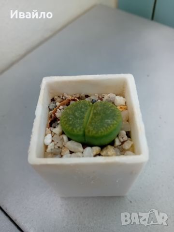 Живи камъчета - Lithops, снимка 9 - Градински цветя и растения - 33193359